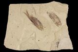Two Fossil Fish (Gosiutichthys) - Lake Gosiute, Green River Formation #87804-1